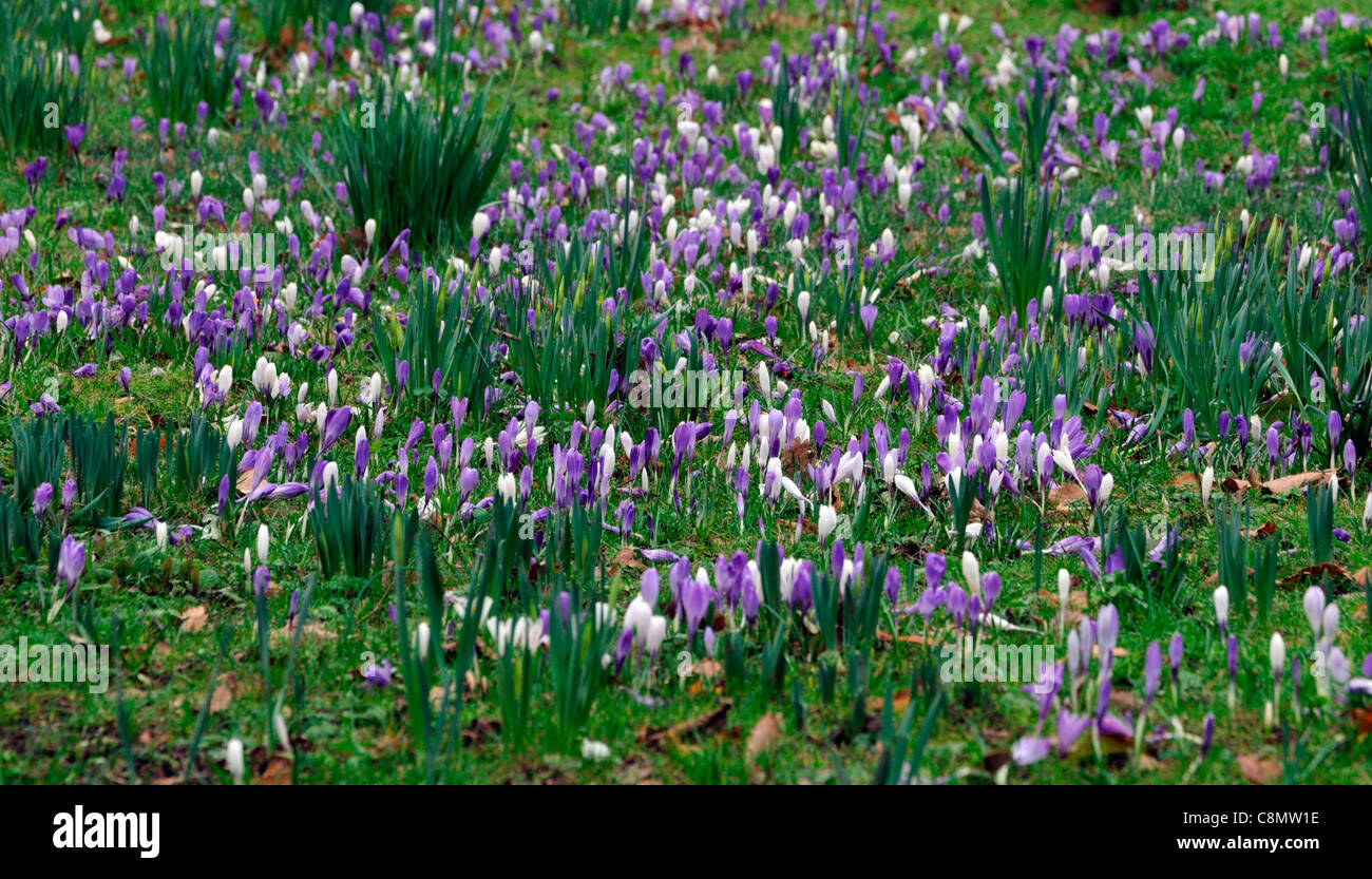 Crocus olandese fioriture dei fiori fiori blu porpora crescere bianco tappeto prato en masse masse impianto piantare giardini botanici a Dublino Foto Stock