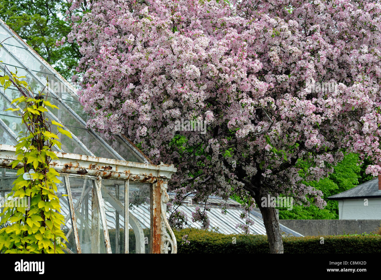 Rosa mela albero fiorisce accanto a correre verso il basso fatiscente in ferro battuto farmleigh serra gardens phoenix park dublino Foto Stock