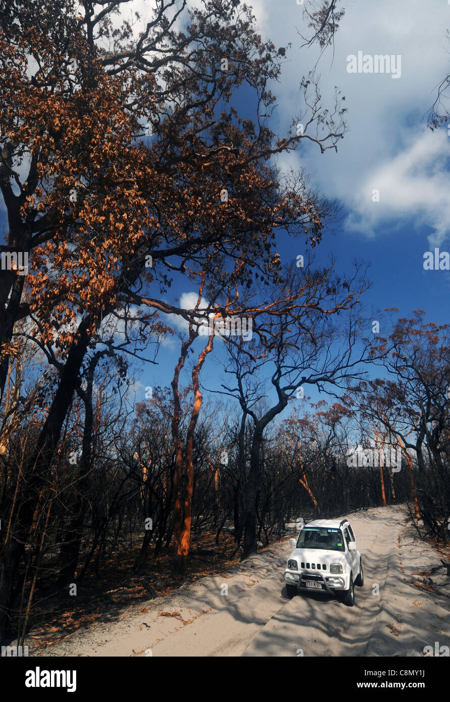 Car guida attraverso la foresta bruciato dal bushfire, Fraser Island Area del Patrimonio Mondiale, Queensland, Australia Foto Stock
