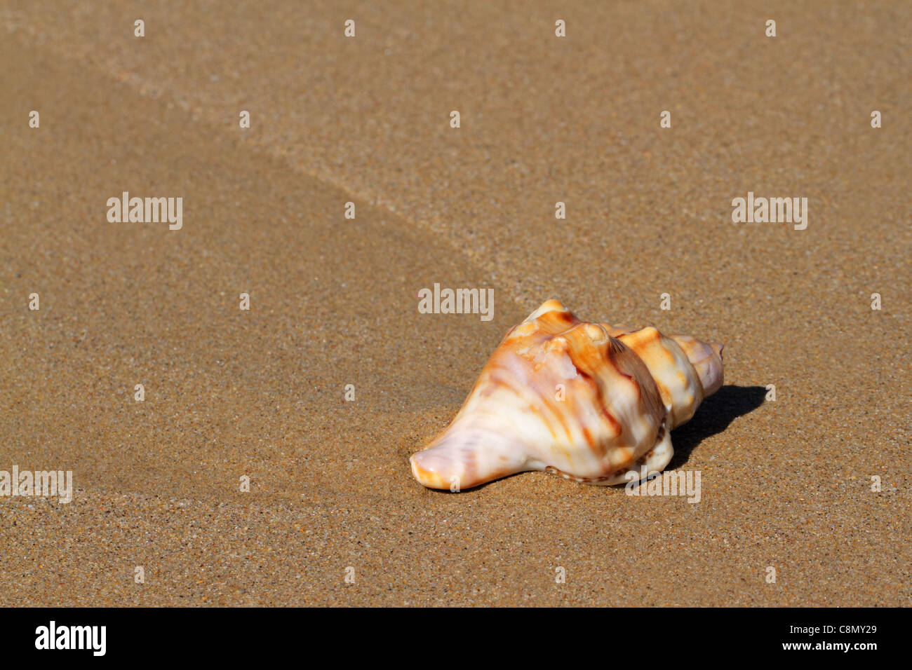 Grande conchiglia sulla spiaggia sabbiosa Foto Stock