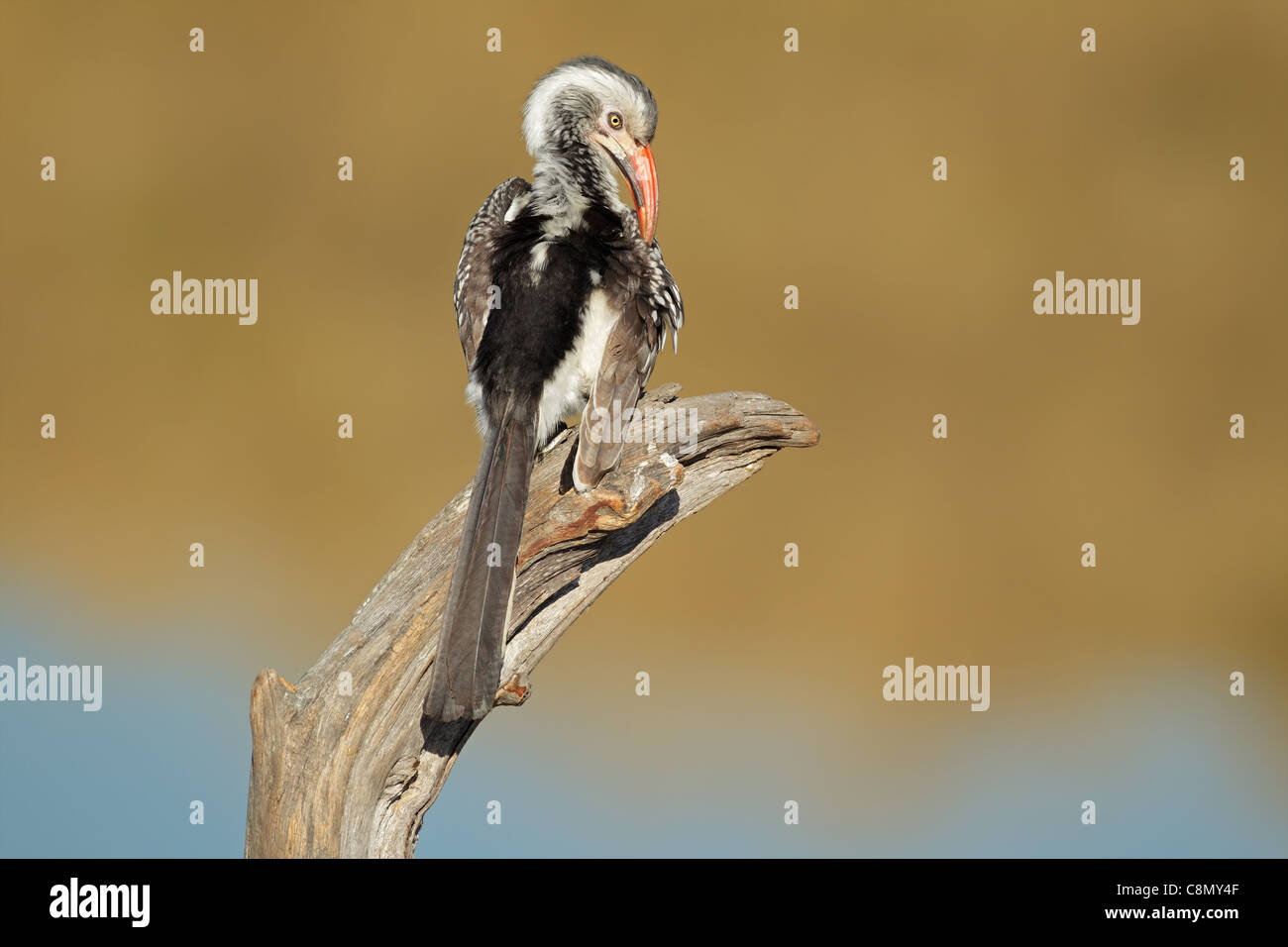 Rosso-fatturati hornbill (Tockus erythrorhynchus) preening, Sud Africa Foto Stock