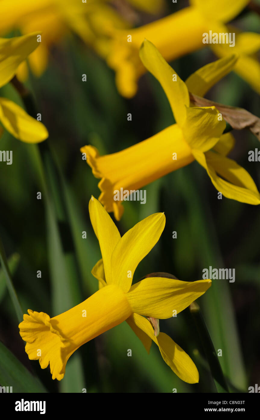 Narcissus peeping tom dwarf cyclamineus Div 6 ibrido precoce lungo stretto tromba svasata petali riflessi giallo oro Foto Stock