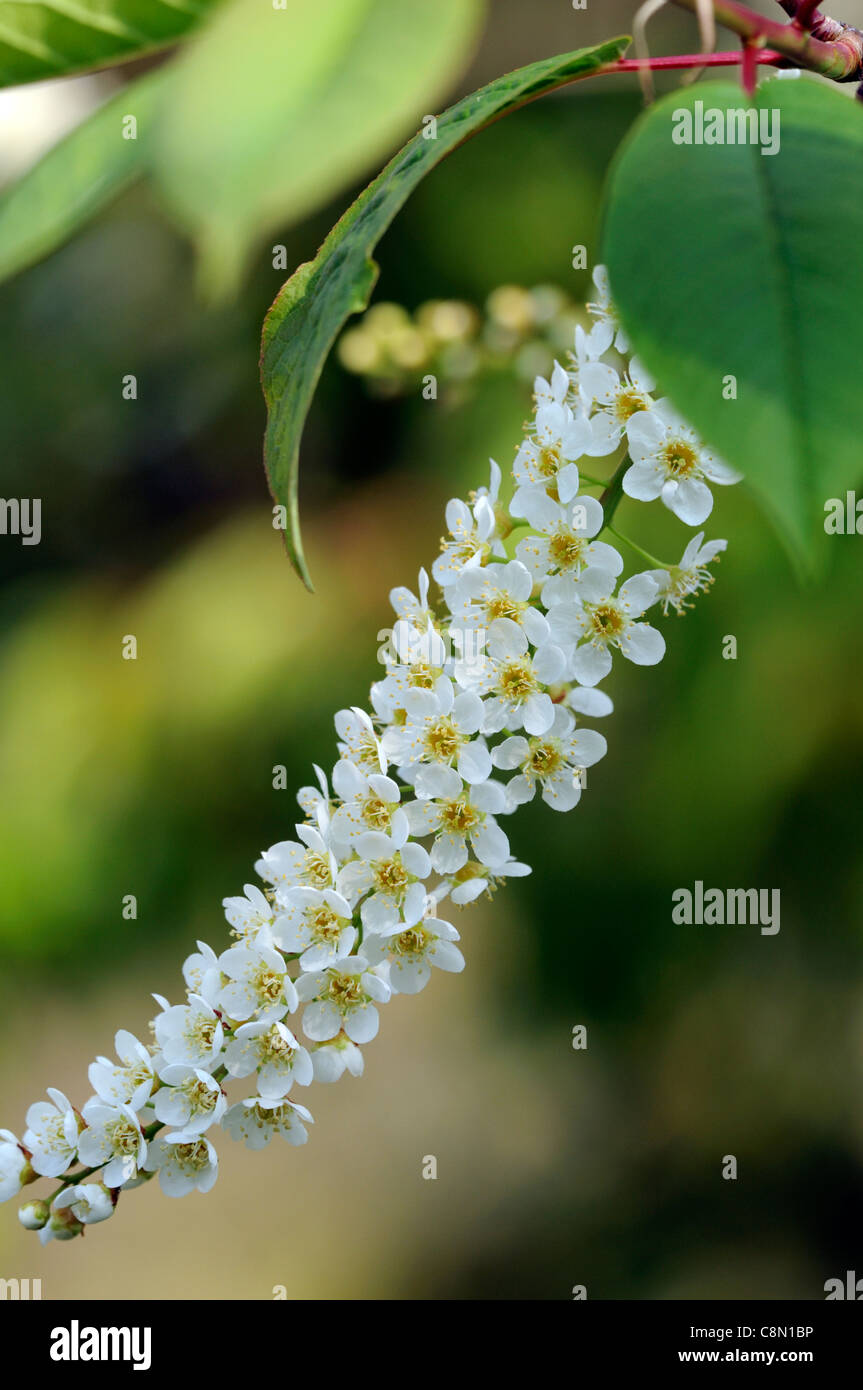 Prunus arrossendo sposa Oku Miyako 'Shogetsu' fioritura ciliegio Foto Stock