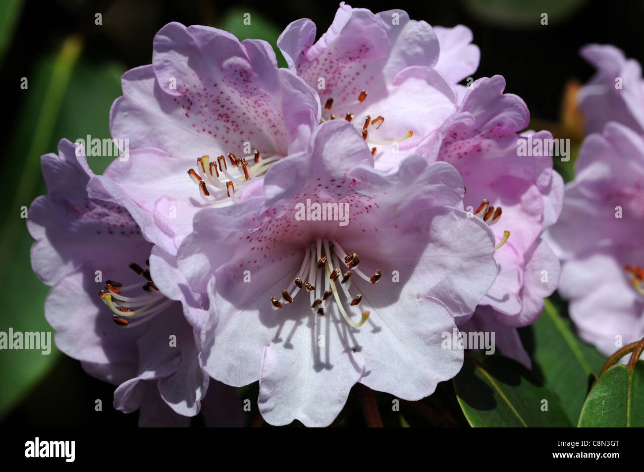 Rhododendron campanulatum knaphill forma molla viola bianco pastello pallido fiore fiori fioriture di petali di fiori di arbusti Foto Stock