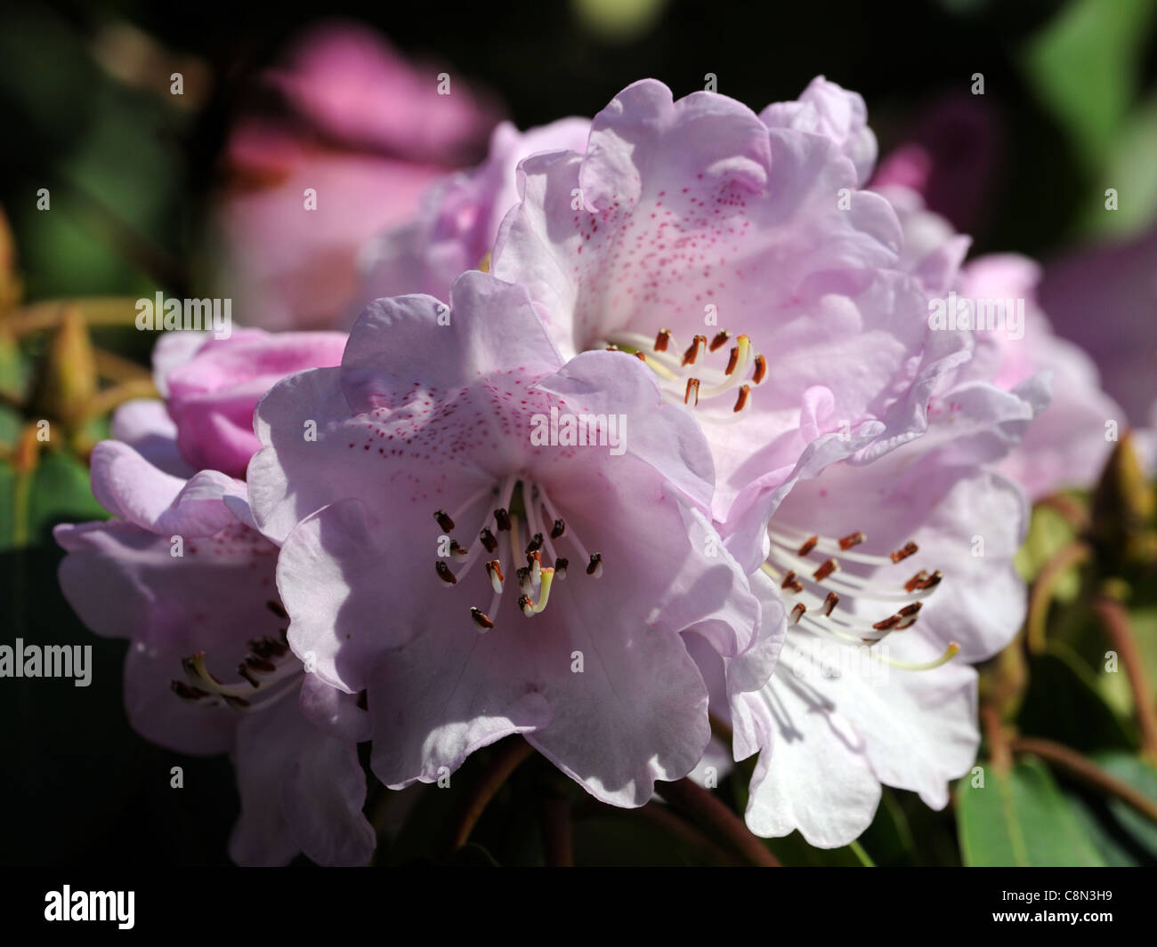 Rhododendron campanulatum knaphill forma molla viola bianco pastello pallido fiore fiori fioriture di petali di fiori di arbusti Foto Stock