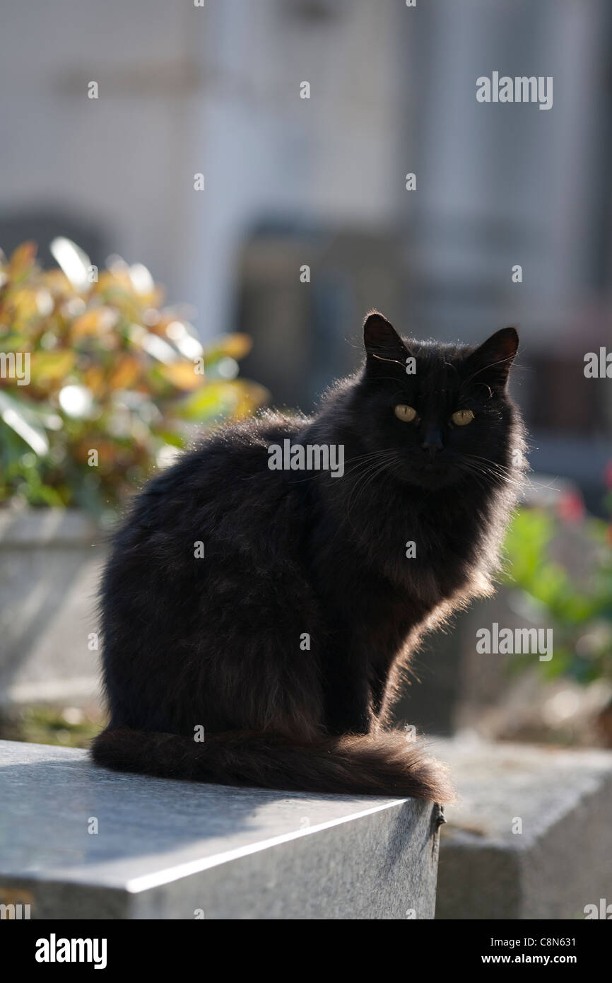 Gatto nel cimitero di Montmartre, Parigi, Francia Foto Stock