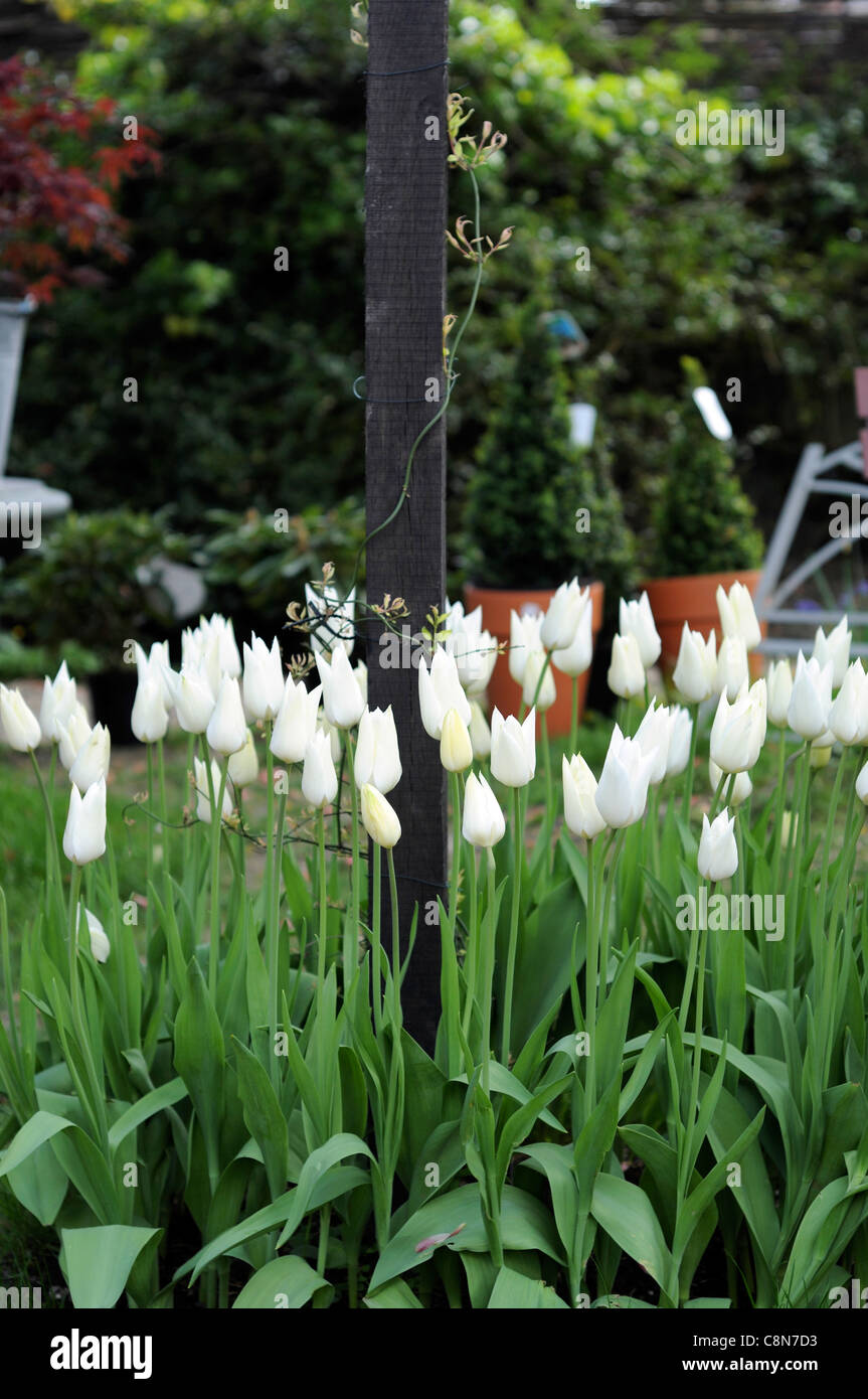 White tulipa tulip fiore fiori sbocciano fiori steli alti derivava crescere intorno al display sul montante giardino disposizione Foto Stock