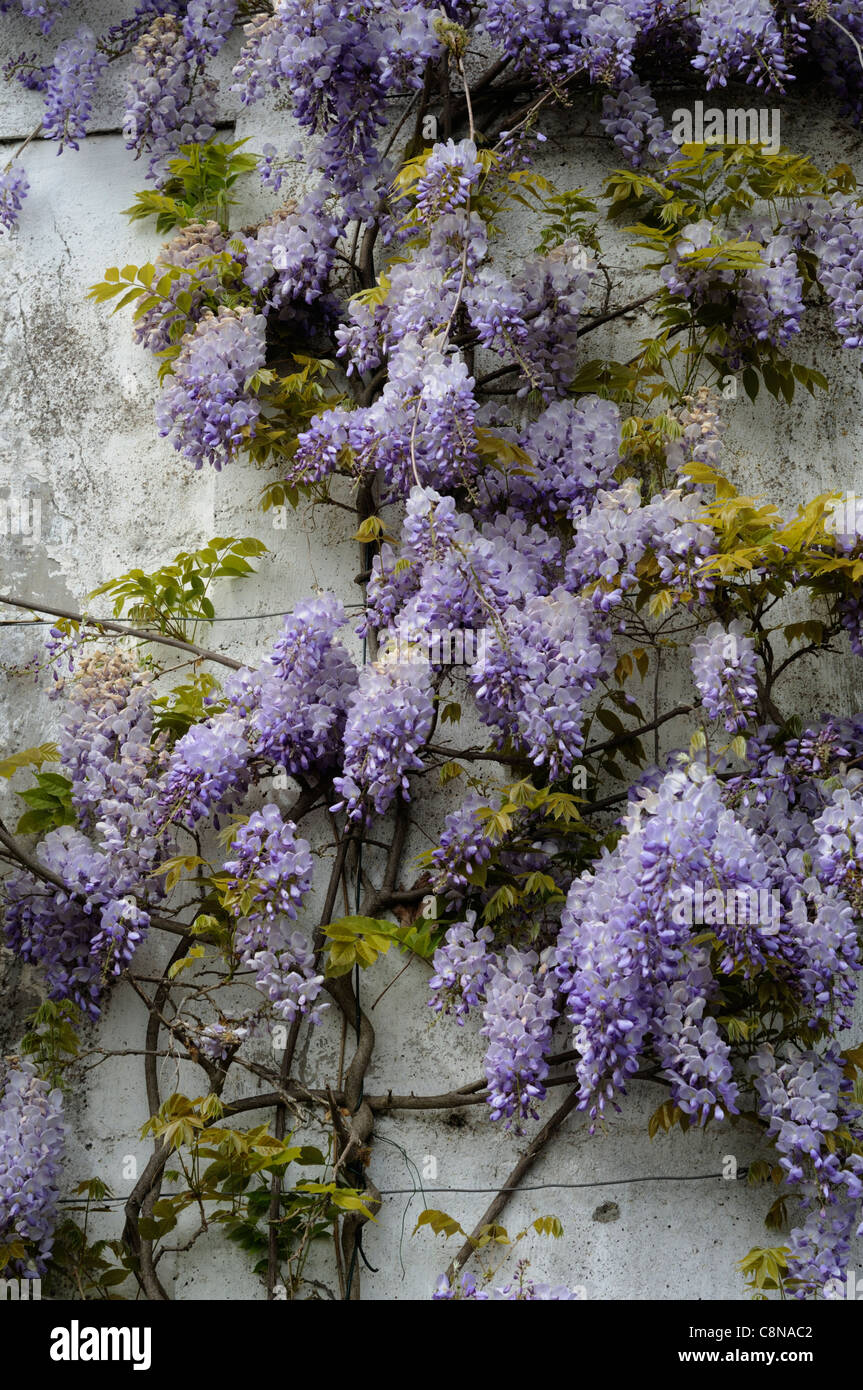Wisteria sinensis wisterias molla blu closeup petali di fiori scalatori di arbusti profumati di arrampicata fragrante contro la parete coperchio Foto Stock