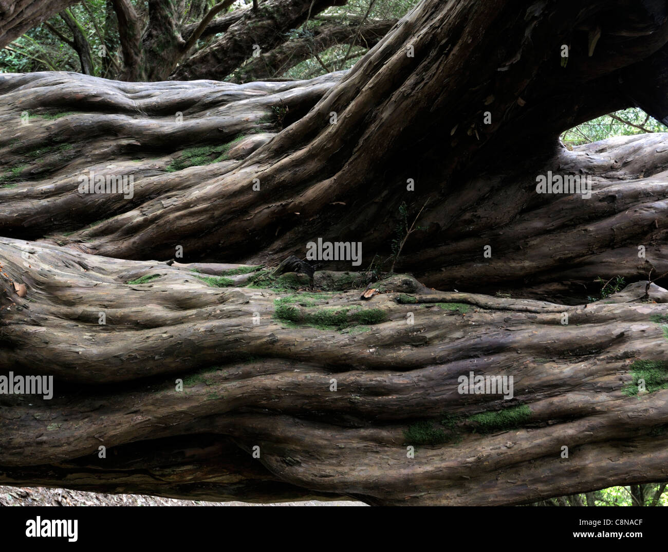 Antica taxus baccata Yew Tree vecchio ritorto piegati deformati tronco corteccia liscia rami sempreverdi trunk ombra ombra Foto Stock