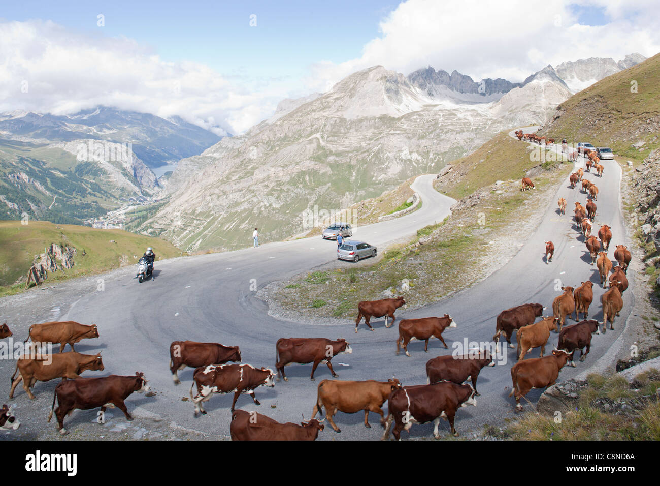Francia, Savoie, Col de l'Iseran, mucca allevamento su strada sinuosa Foto Stock