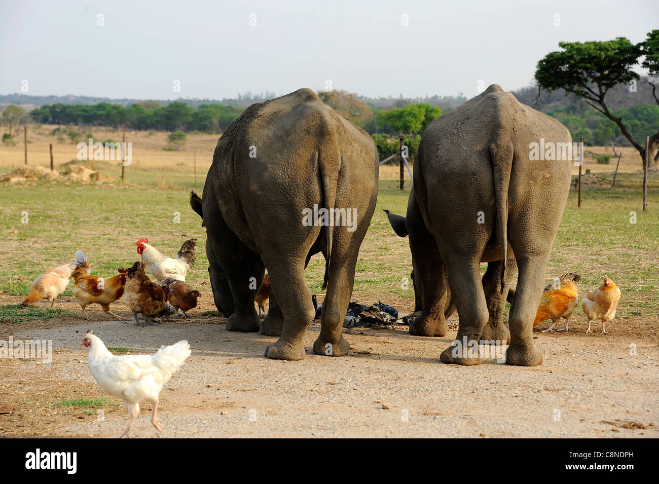 Polli e galline piccioni condividendo i rinoceronti cibo agglomerati in forma di pellets. Safari Imire Ranch Zimbabwe Foto Stock