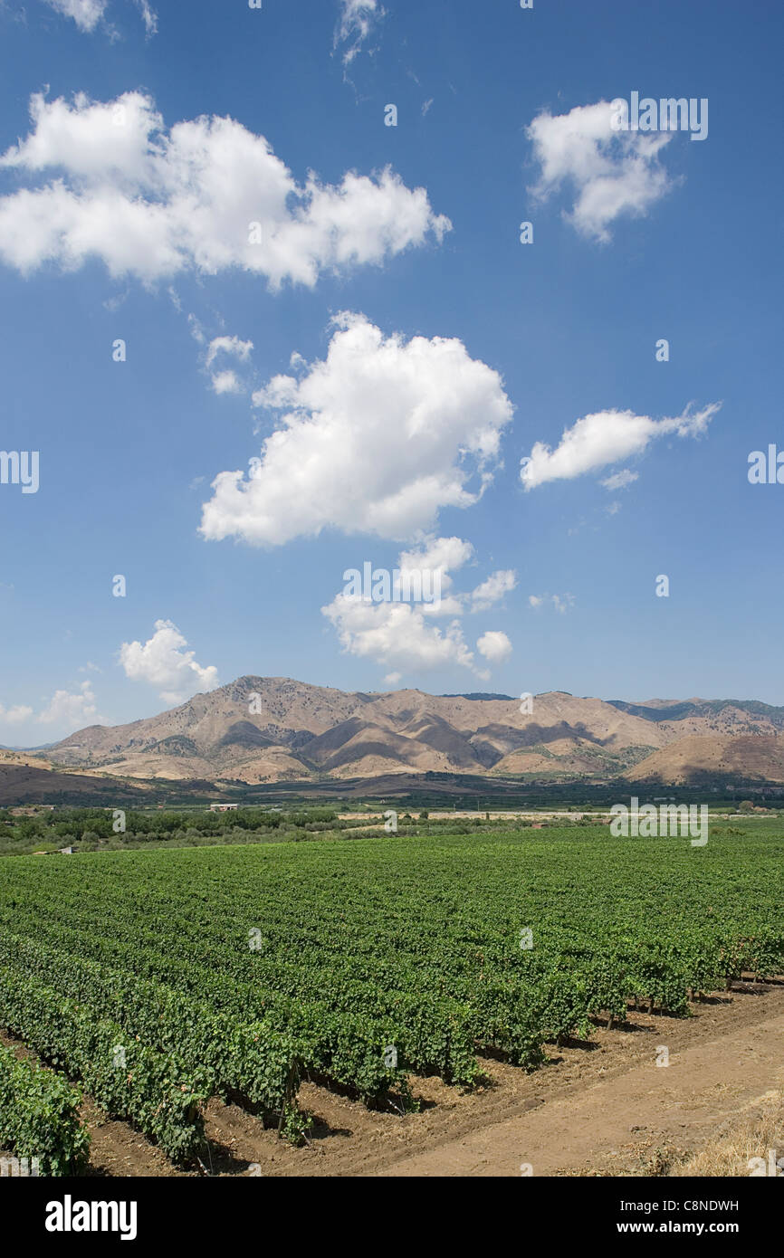 L'Italia, sicilia, vigneti attorno a Castiglione di Sicilia Foto Stock