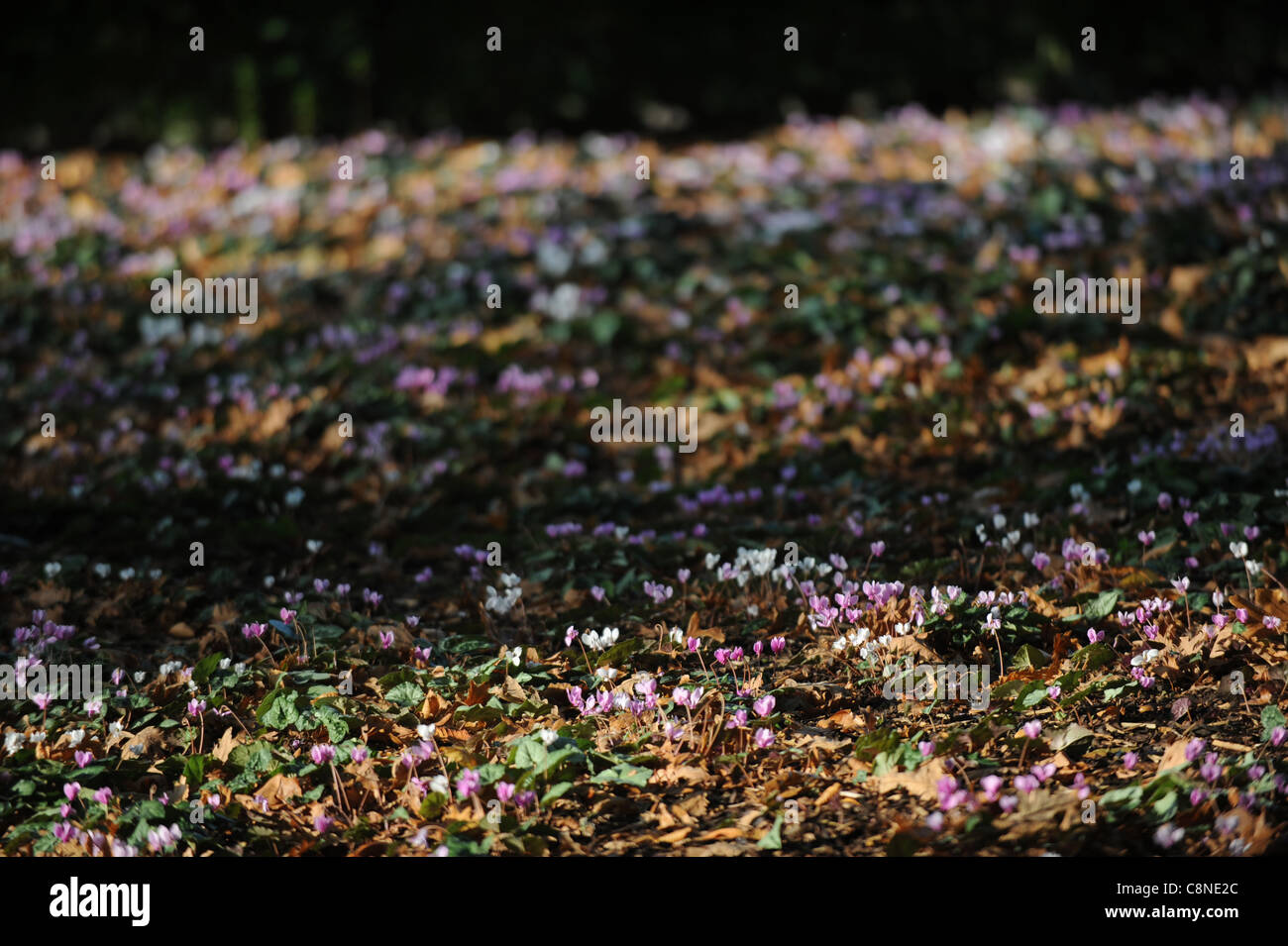 Letto di fiori di ciclamino in piena fioritura UK Foto Stock