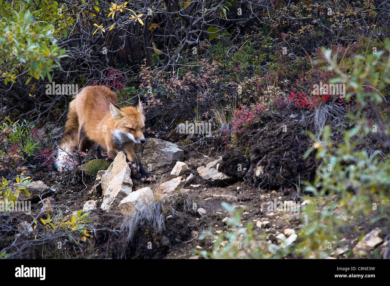 Uno stiramento red fox al Parco Nazionale di Denali Alaska USA Foto Stock