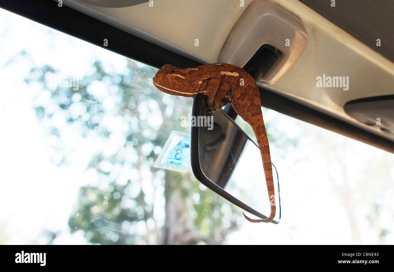 Chameleon in auto si arrampica sul mirror. Foto Stock