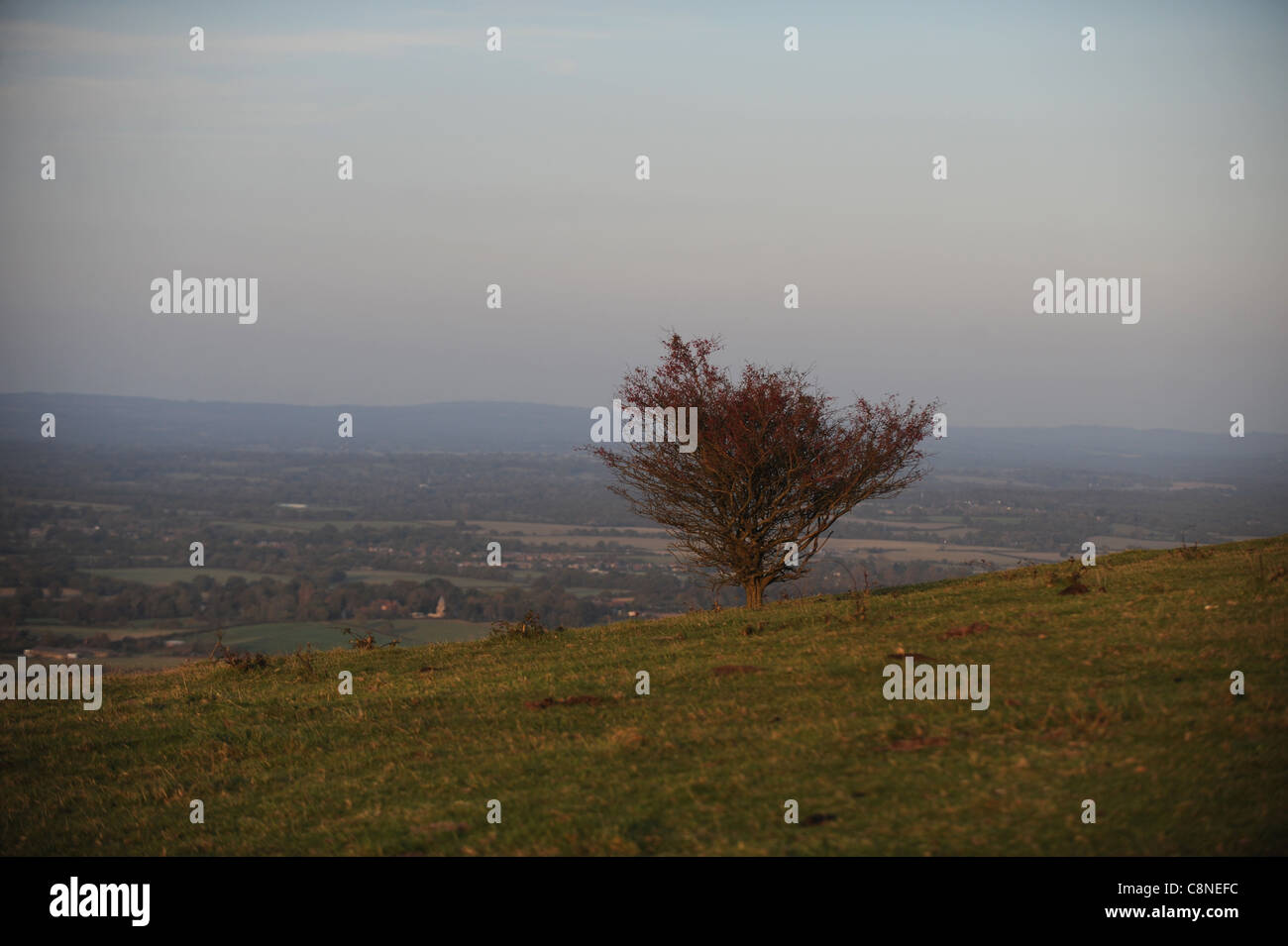 Lone desolata bush lungo il South Downs Way a Ditchling Beacon in Sussex nel tardo pomeriggio in autunno Foto Stock