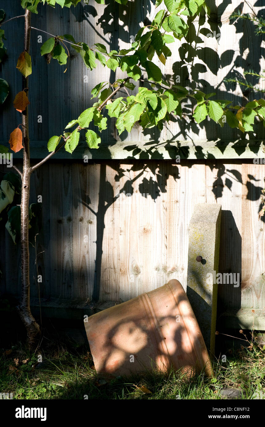 Angolo giardino con albero ciliegio, pot e ombra Foto Stock