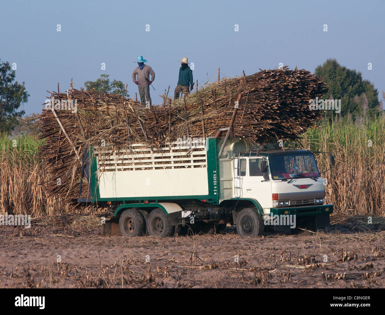 Carrello caricato con la canna da zucchero su un campo di canna da zucchero in Isan, nel nordest della Thailandia. Foto Stock