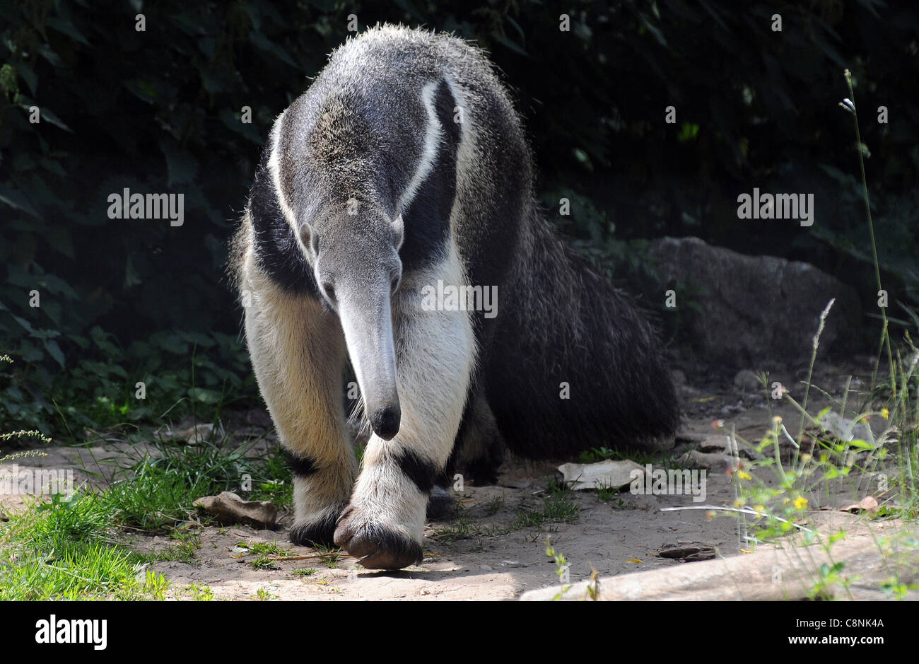 ANTEATER gigante, MARWELL HAMPSHIRE Foto Stock