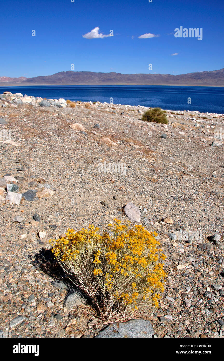 Sportivo Beach Recreation Site sulla sponda occidentale del lago del camminatore, fioritura creosoto bush in primo piano Foto Stock