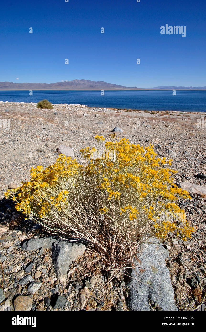 Sportivo Beach Recreation Site sulla sponda occidentale del lago del camminatore, fioritura creosoto bush in primo piano Foto Stock
