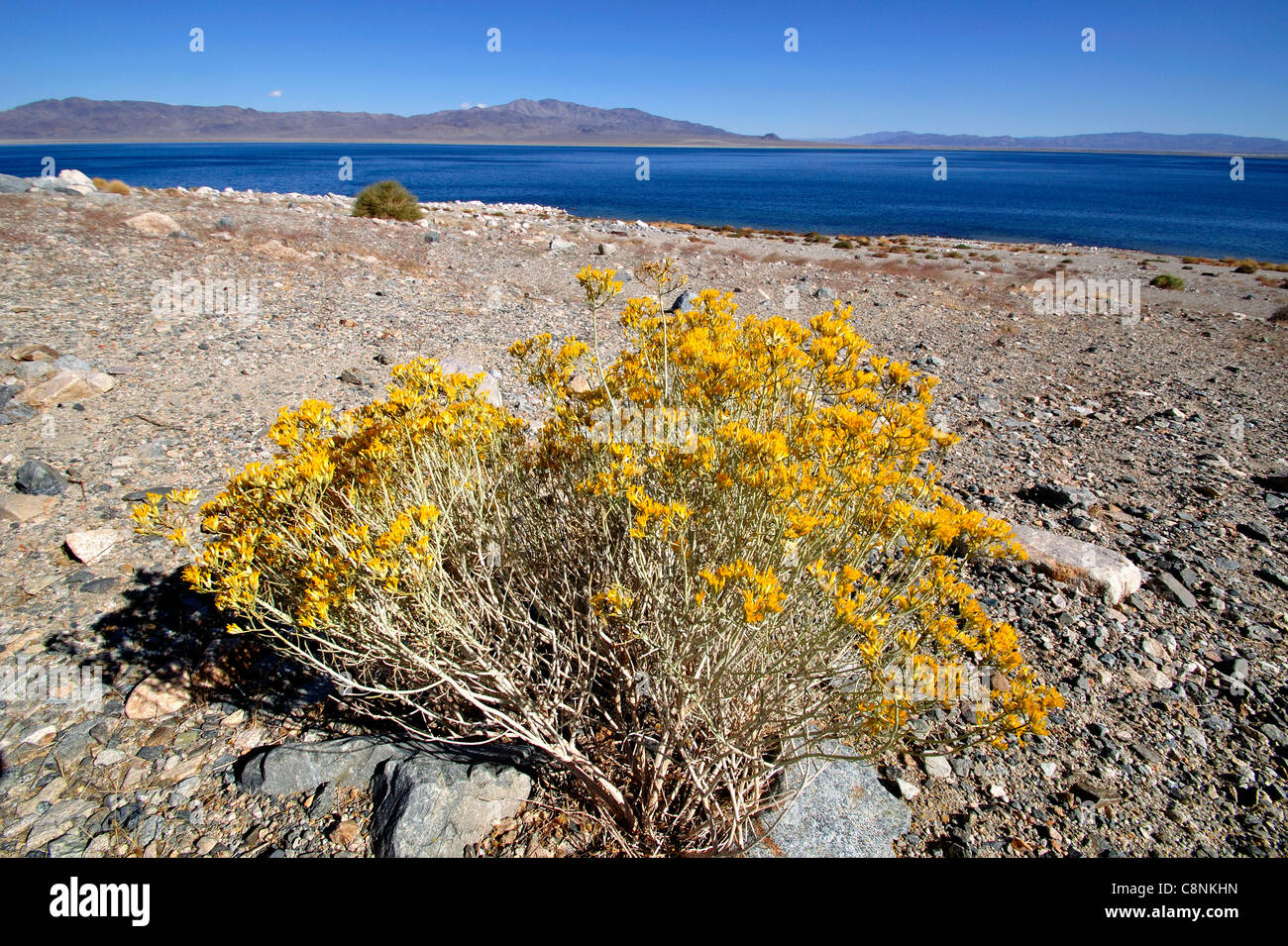Sportivo Beach Recreation Site sulla sponda occidentale del lago del camminatore, fioritura creosoto bush in primo piano Foto Stock