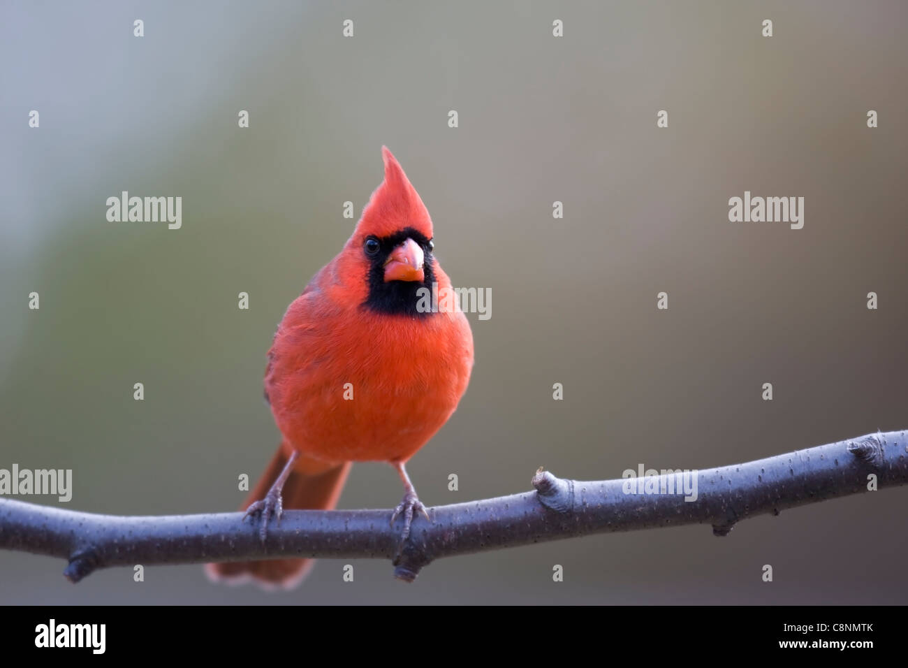 Il Cardinale settentrionale (Cardinalis cardinalis cardinalis), Comune di sottospecie, maschio in perfetta rosso brillante piumaggio sul ramo in inverno. Foto Stock