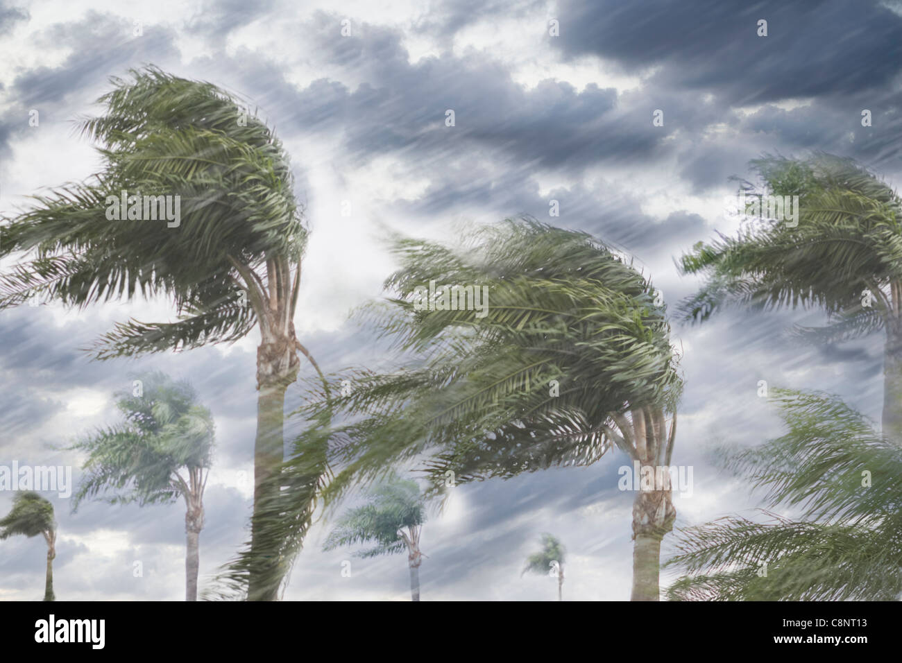La pioggia e la tempesta venti che soffiano alberi Foto Stock