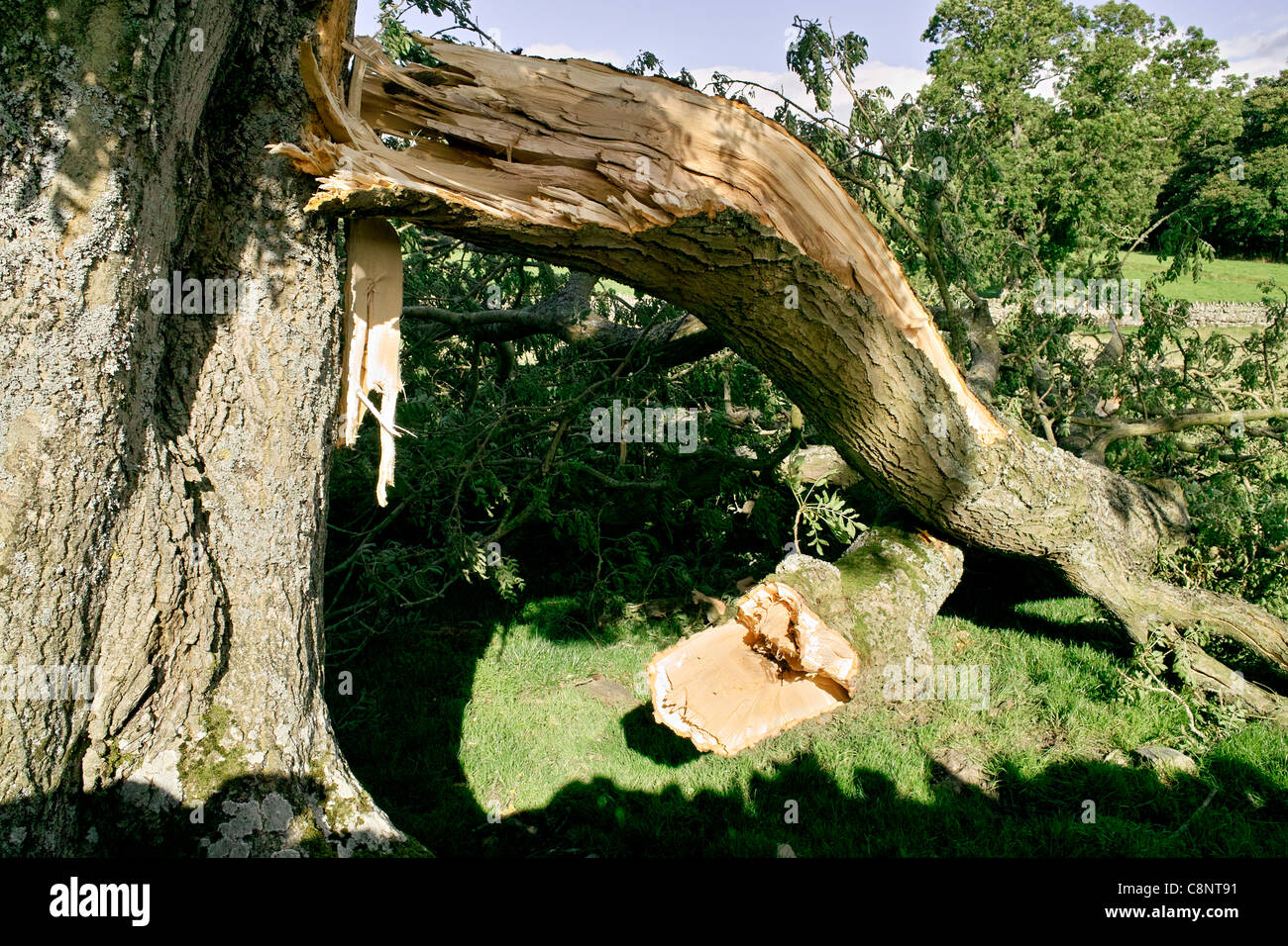 In prossimità di una rotta fronda di un albero catturati contro il tronco principale recante sul terreno erboso al di sotto di Foto Stock
