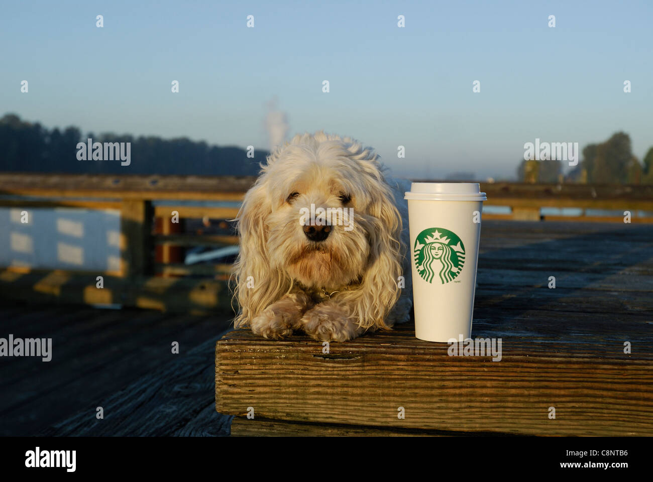 Bichon mutt cercando la fotocamera con un caffè Starbucks accanto a lui. Foto Stock