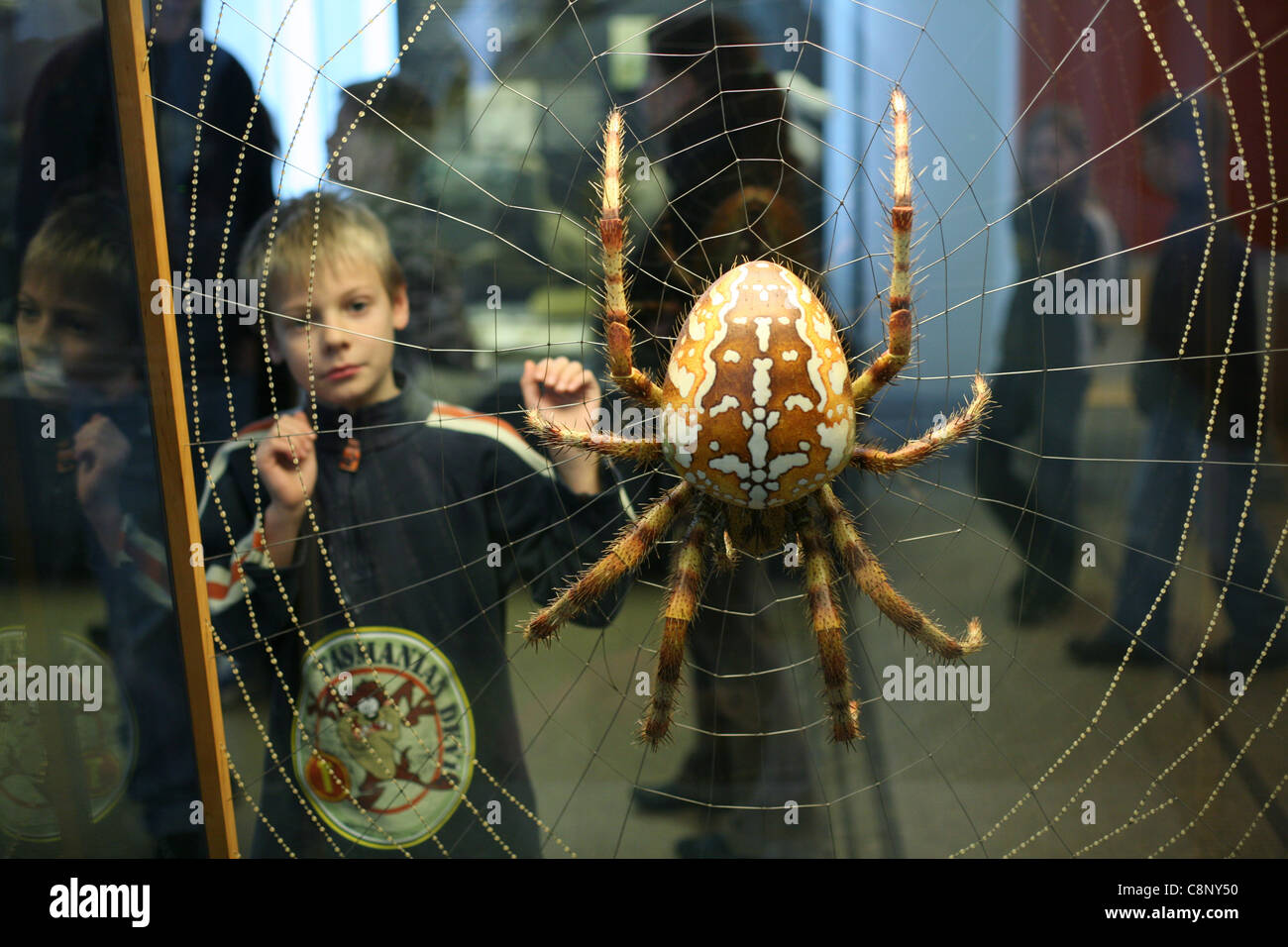 Giovane visitatore guarda a un modello in scala di un ragno in Humboldt Museum fur Naturkunde in Berlin, Germania. Foto Stock