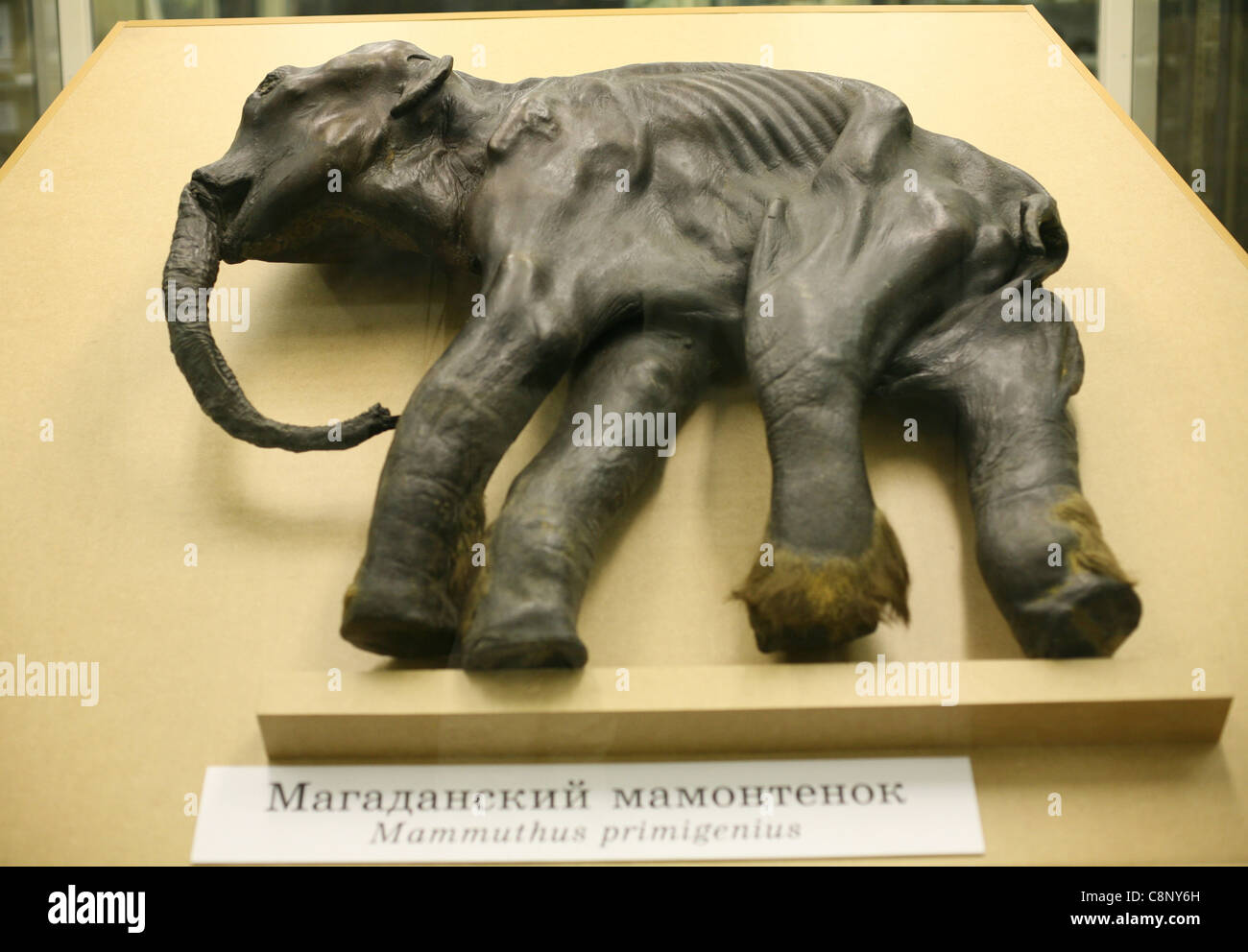 La mummia della famosa baby mammoth Dima nel Museo Zoologico di San Pietroburgo, Russia. Foto Stock
