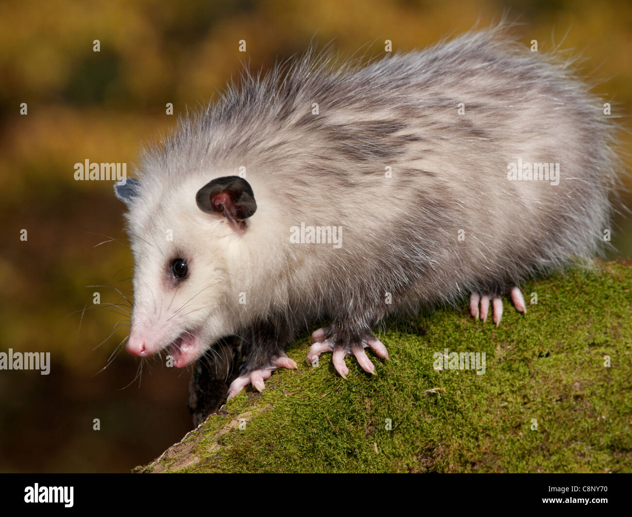 8 mese di opossum è su un muschio coperto log. Egli è in corrispondenza di una fauna selvatica centro riabilitativo impresso sulle persone e non in grado di essere rilasciato. Foto Stock