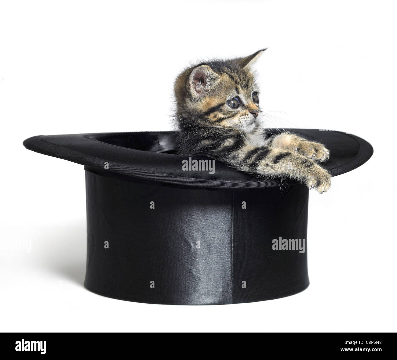 Studio fotografico di un gattino in un top nero hat, isolato su bianco Foto Stock