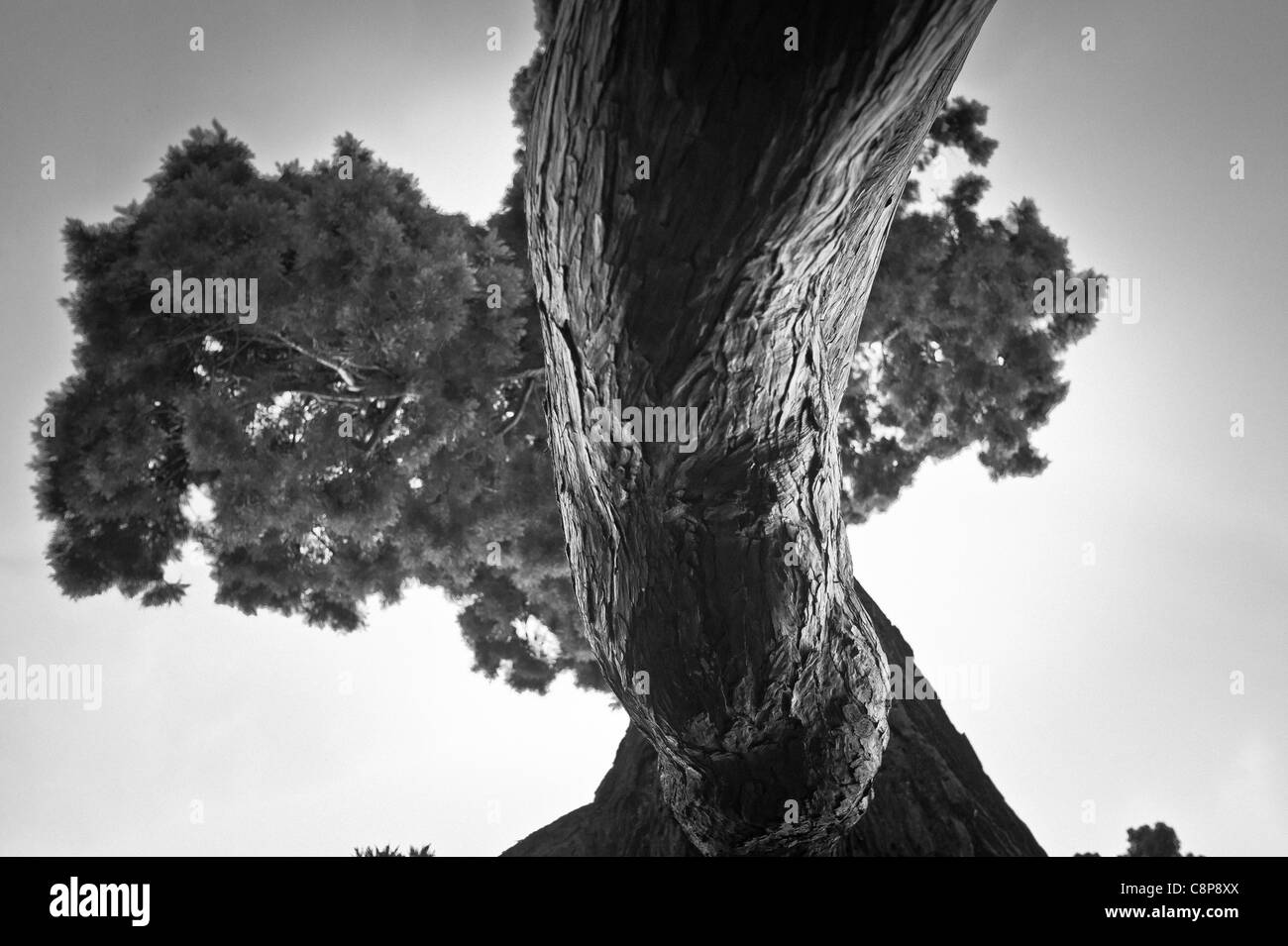La struttura ad albero e i suoi vicini, sequoia Parc du Chateau de Versailles raccontando la sua storia vecchi film in bianco e nero - Ive sapere Foto Stock
