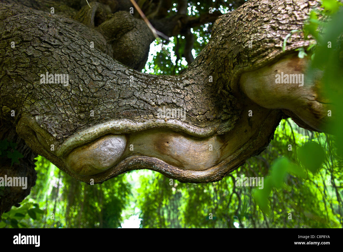 La struttura ad albero e i suoi vicini, Sophora Japonica Pendula Bagatelle Park molla Foto Stock