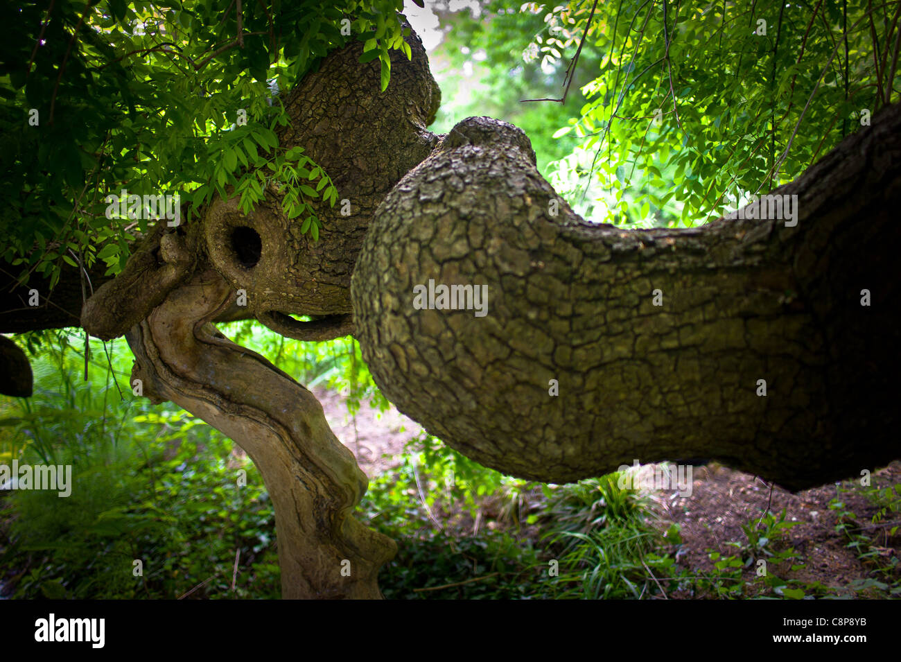 La struttura ad albero e i suoi vicini, Sophora Japonica Pendula Bagatelle Park molla Foto Stock