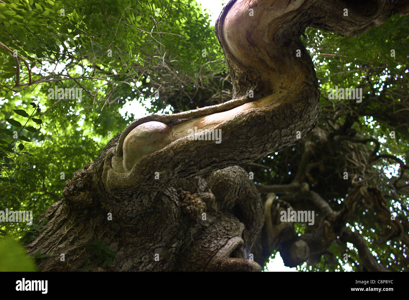La struttura ad albero e i suoi vicini, Sophora Japonica Pendula Bagatelle Parco strega molla dislocato e gamba leggera Foto Stock
