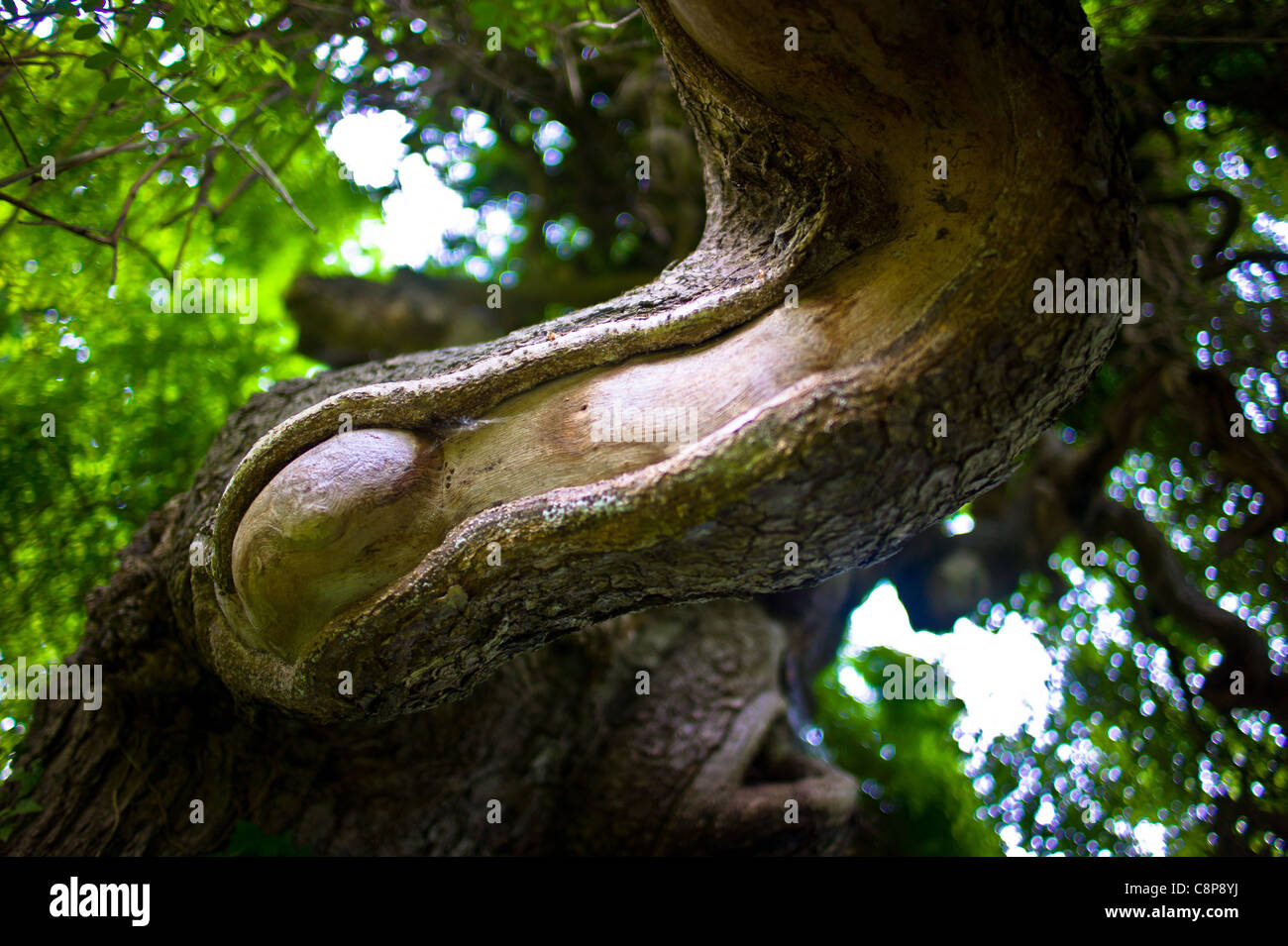 La struttura ad albero e i suoi vicini, Sophora Japonica Pendula Bagatelle Park molla Foto Stock