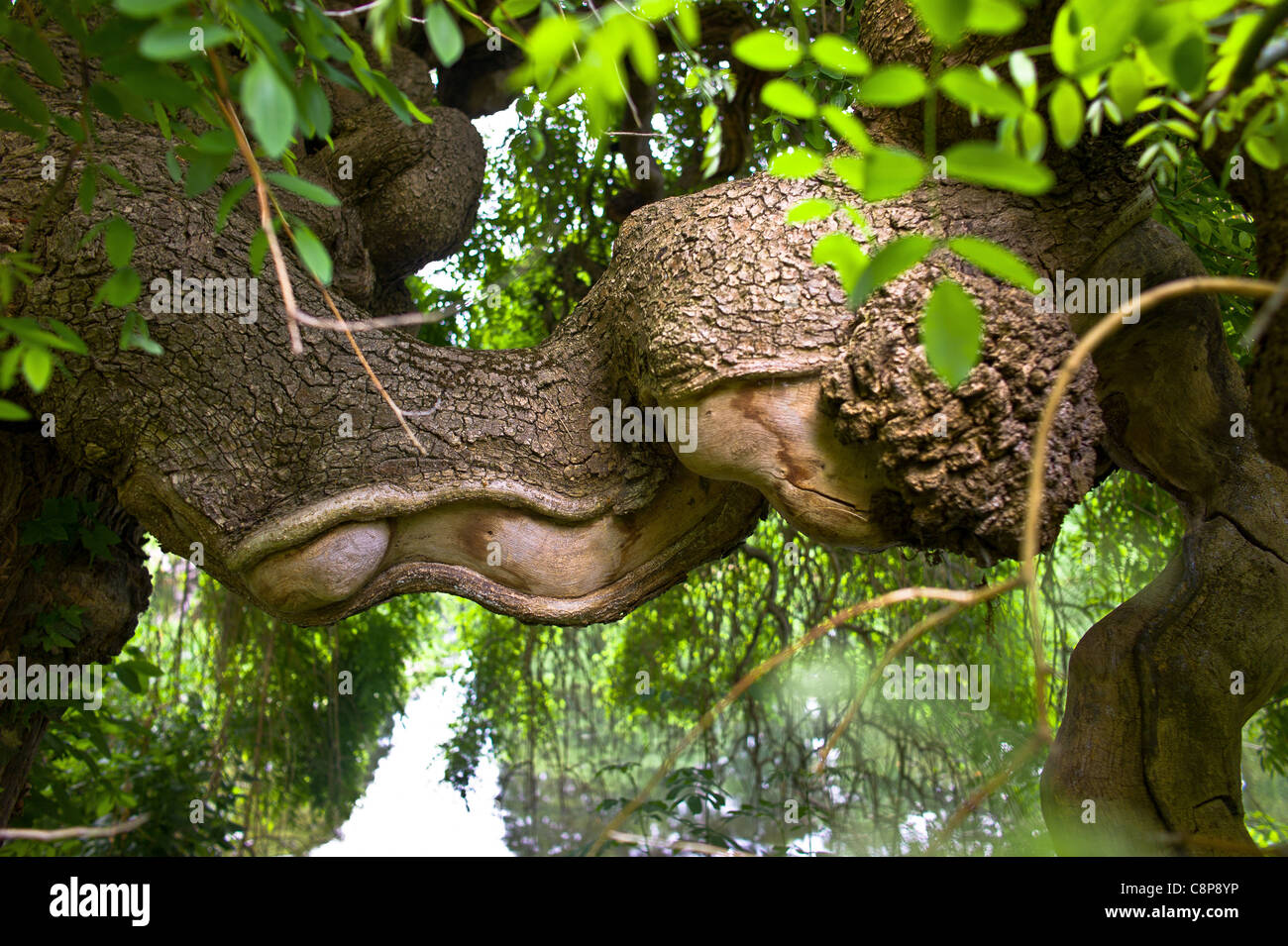 La struttura ad albero e i suoi vicini, Sophora Japonica Pendula Bagatelle Park molla Foto Stock