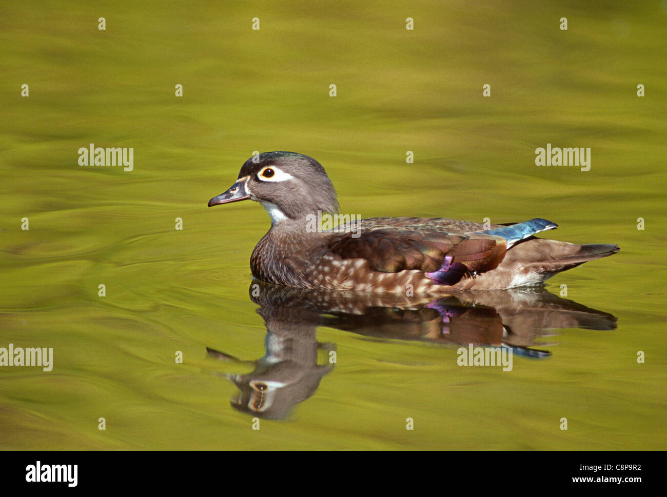Anatra di legno (Aix sponsa), nuoto femminile sul piccolo laghetto in autunno, western Oregon, Stati Uniti d'America Foto Stock