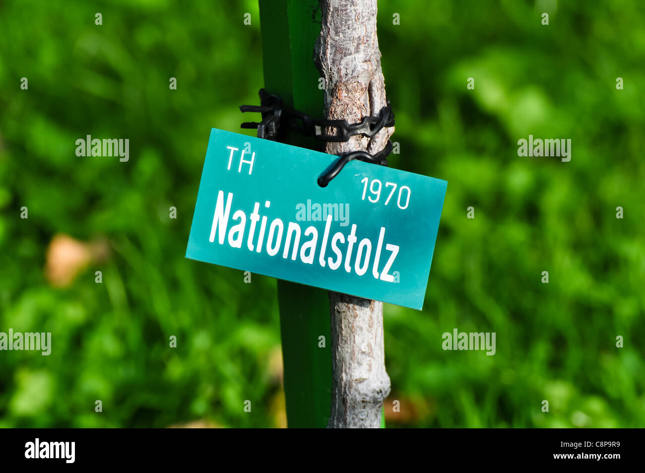 Cartello indicante "nationalstolz" con il significato di "orgoglio nazionale' intorno a un albero Foto Stock