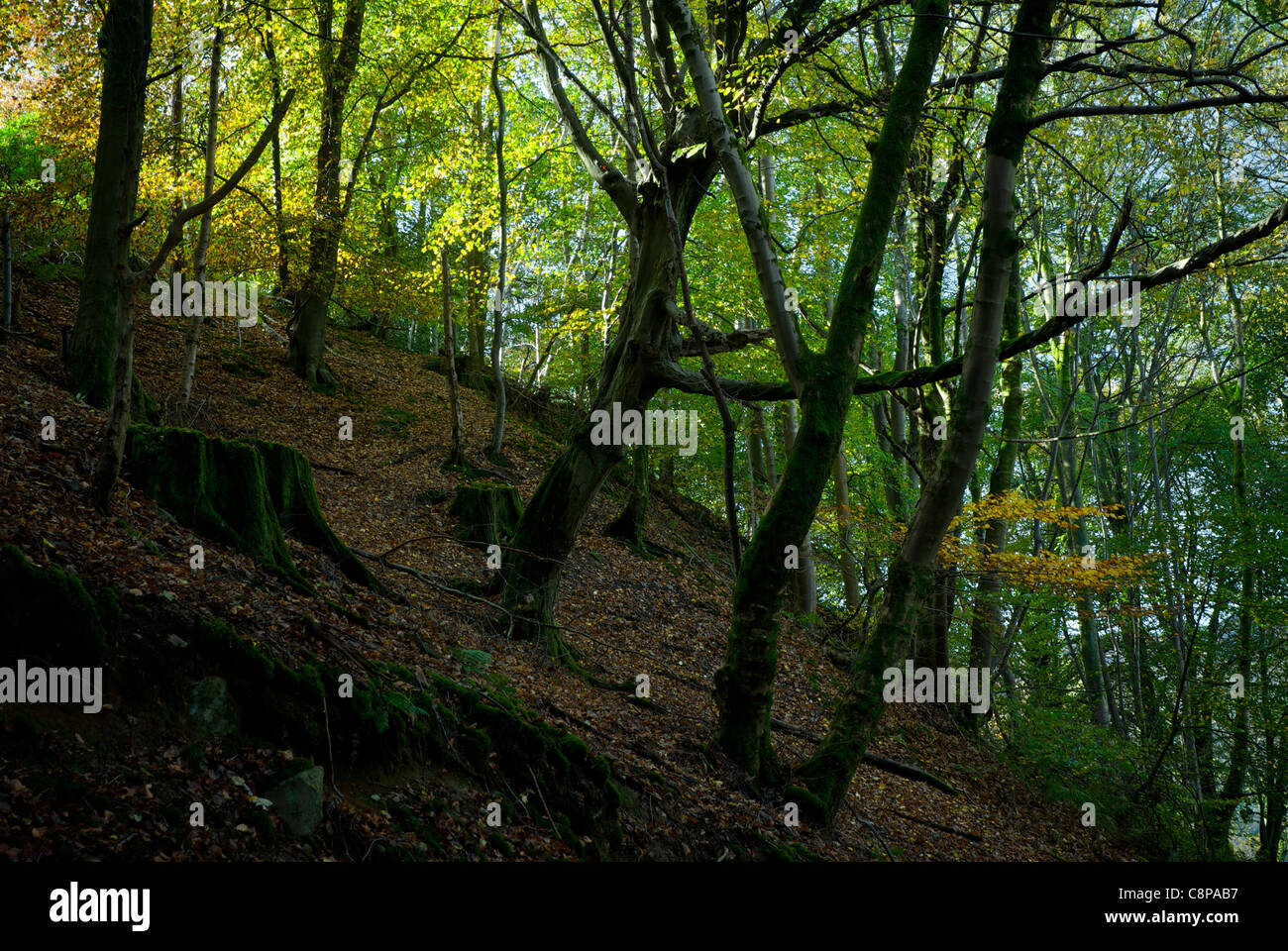 Magazzino Ghyll boschi, vicino a Ambleside, Parco Nazionale del Distretto dei Laghi, Cumbria, England Regno Unito Foto Stock