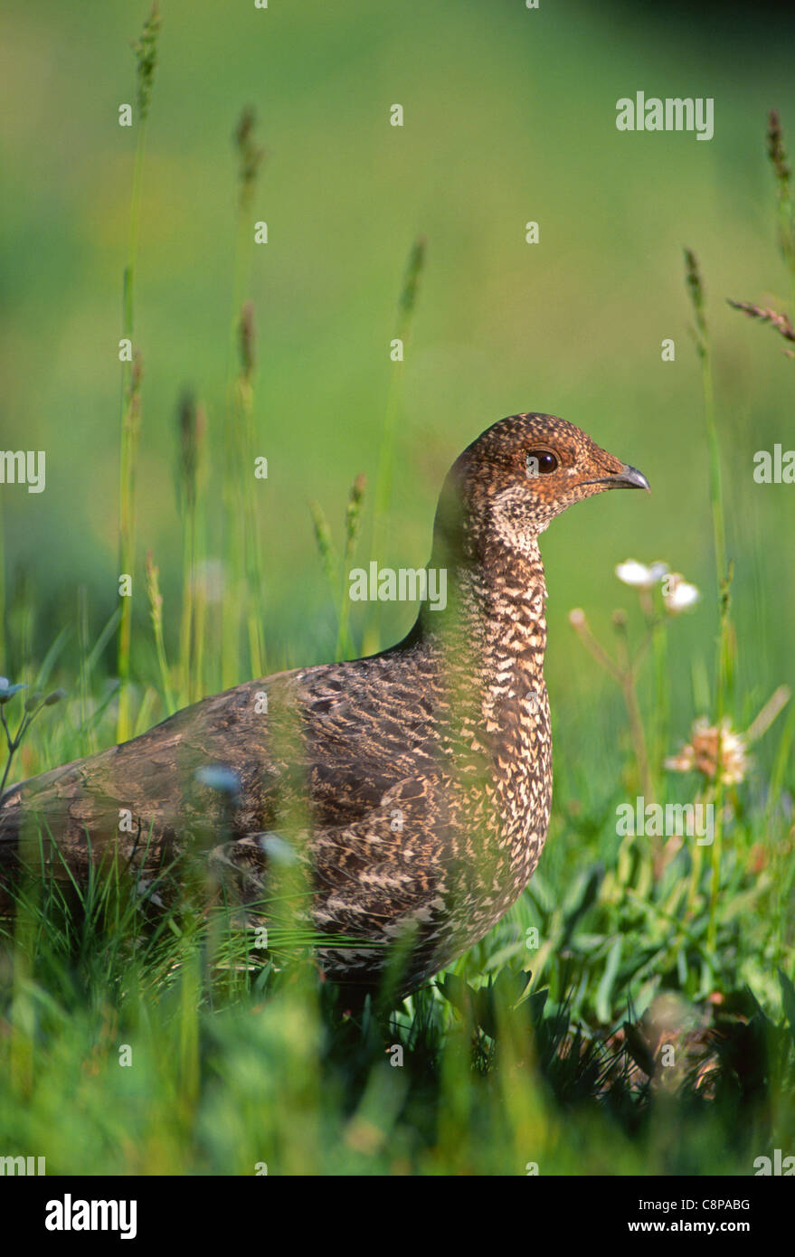 BLUE GROUSE (Dendragapus obscurus) femmina, vicino a Blue Mountain, il Parco Nazionale di Olympic, Washington, Stati Uniti d'America Foto Stock