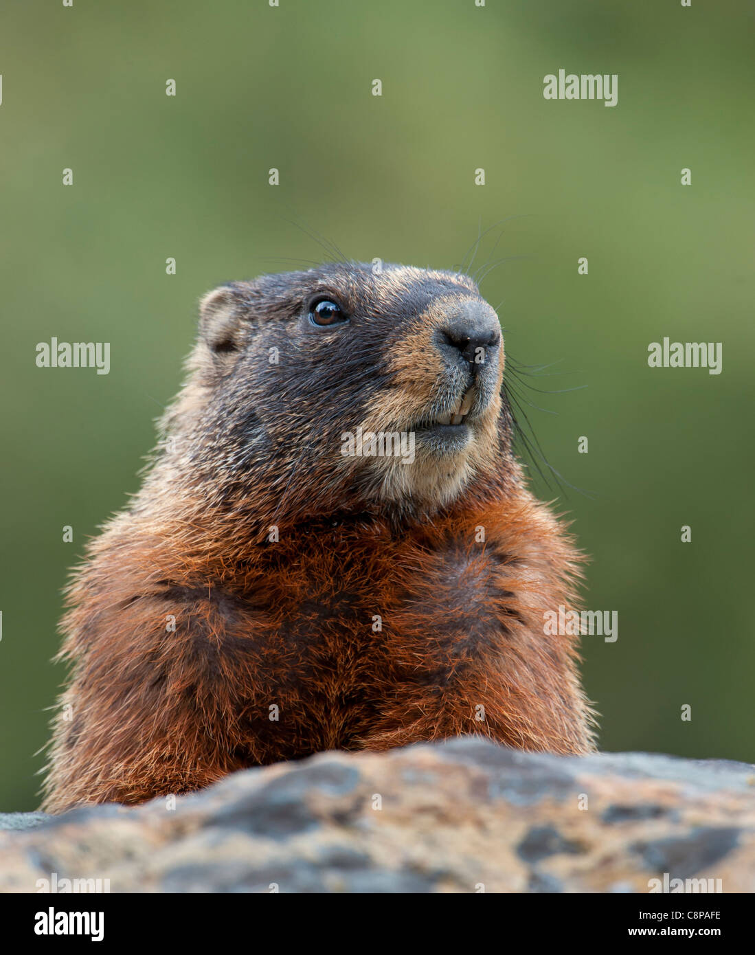 Ritratto di una Marmotta di ventre giallo, Wyoming Foto Stock