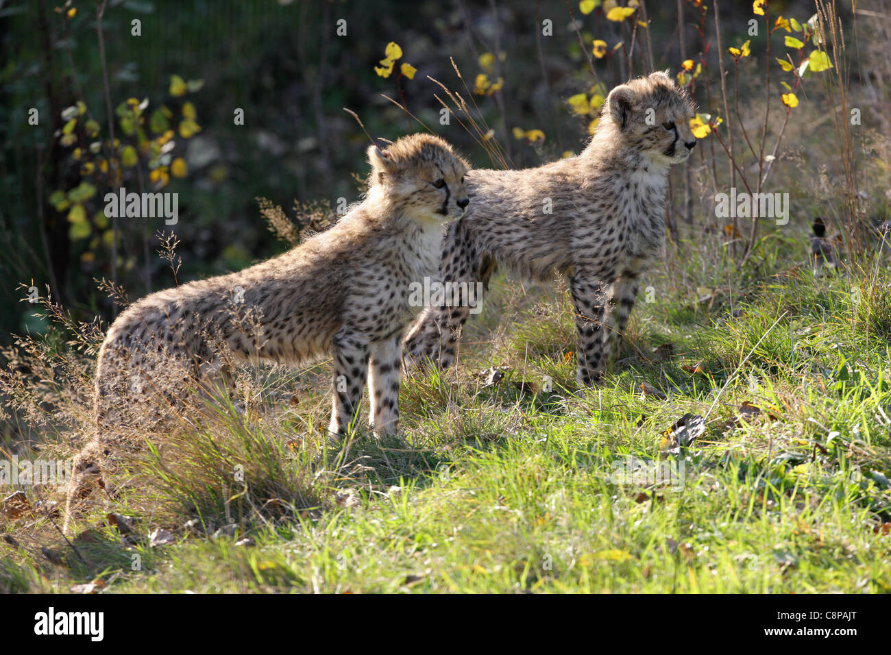 Cheetah cubs Chester Zoo Foto Stock