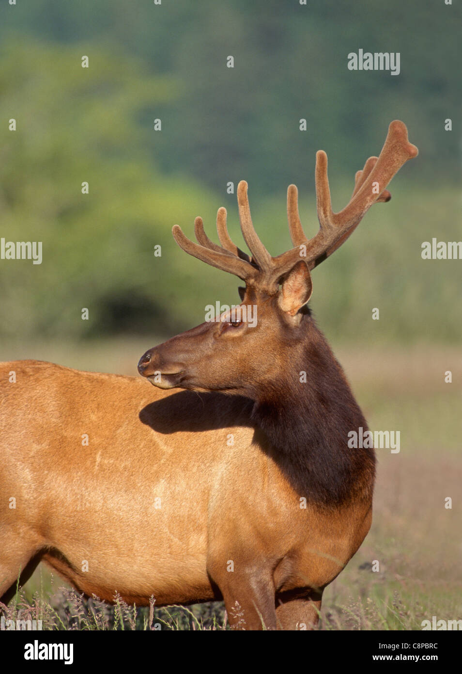 ROOSEVELT ELK (Cervus canadensis roosevelti ) maschio con coperta in velluto palchi, Dean Creek Wildlife area costiera, Oregon, Stati Uniti d'America Foto Stock