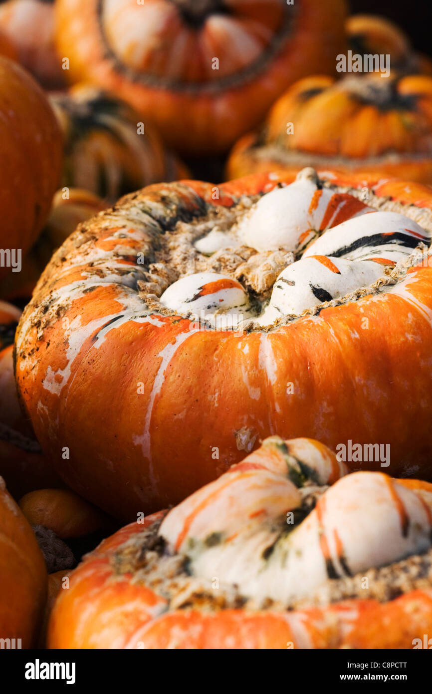 La Cucurbita maxima. Turk cappuccio di squash. Foto Stock