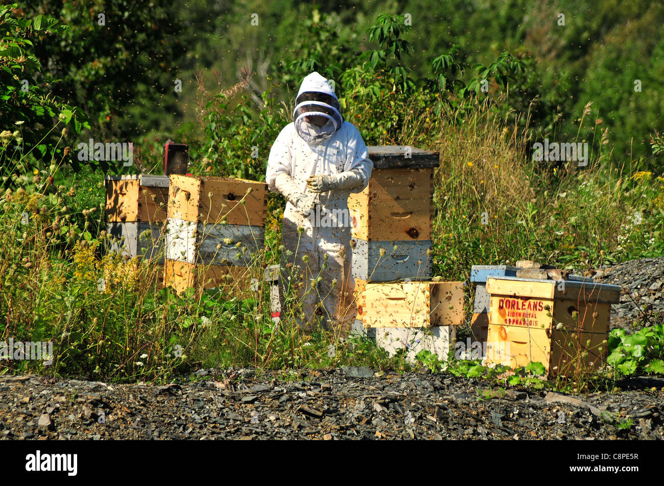 Beehive mantenendo e la raccolta del miele in una zona desolata nella regione di Saguenay del Québec in Canada Foto Stock