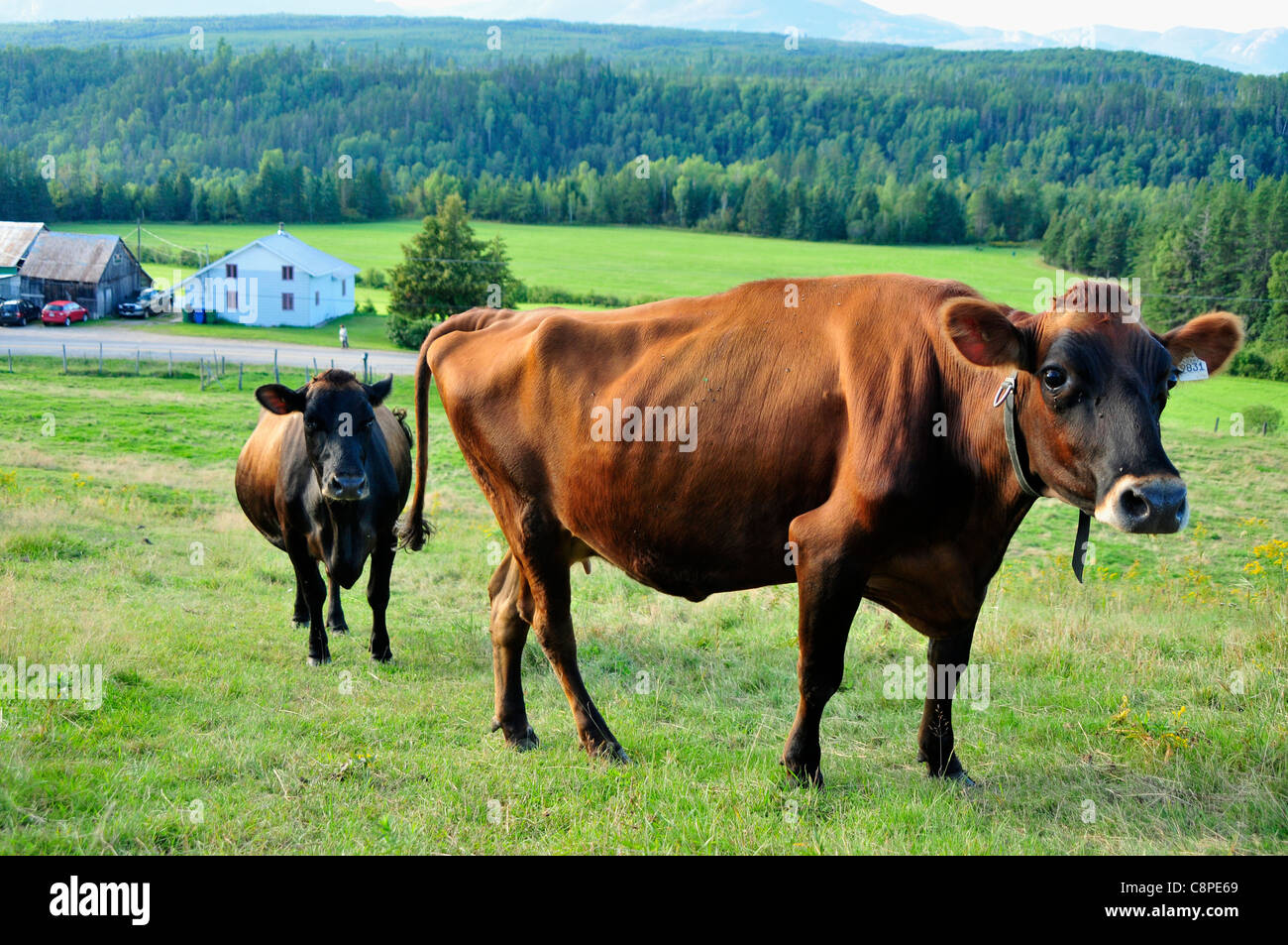 La foto mostra 1608 vacche perché a quel tempo erano state importate dalla Francia in Québec a causa del suo latte buona per i prodotti lattiero-caseari. Foto Stock